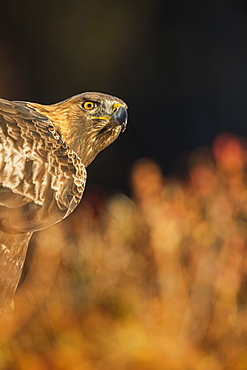 Golden eagle (Aquila chrysaetos), Sweden, Scandinavia, Europe