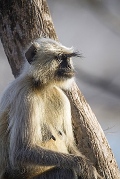 Langur monkey (Semnopithecus entellus), Rajasthan, India, Asia