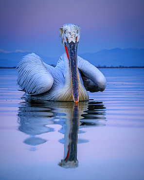 Dalmation Pelican, Lake Kerkini, Central Macdonia, Greece, Europe