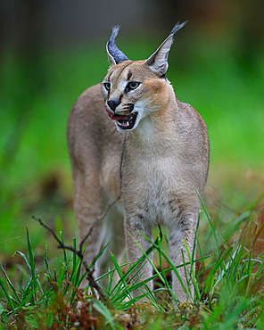 Caracal, South Africa, Africa