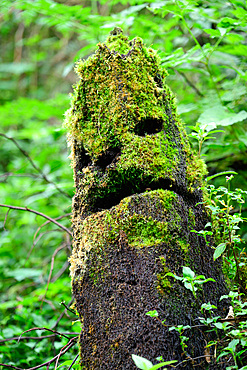 Moss covered stump, Costa Rica, Central America