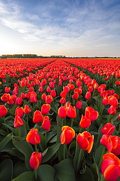 Tulip fields around Lisse, South Holland, The Netherlands, Europe