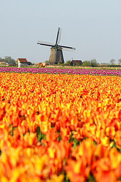 Tulip fields and Windmill, Lisse, South Holland, The Netherlands, Europe