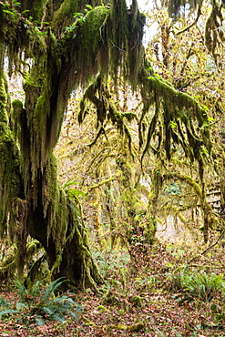 Hall of Mosses rainforest, Olympic National Park, UNESCO World Heritage Site, Washington State, United States of America, North America