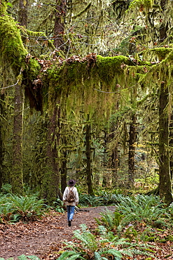 Hall of Mosses rainforest, Olympic National Park, UNESCO World Heritage Site, Washington State, United States of America, North America