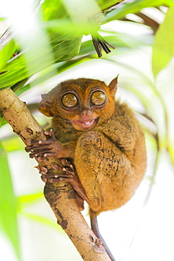 Tarsier, Loboc, Bohol, Central Visayas, Philippines, Southeast Asia, Asia