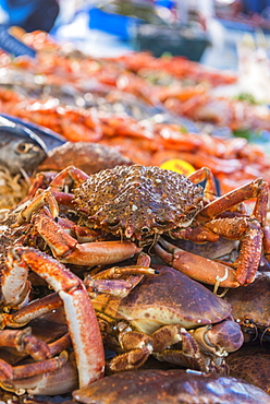 Crabs at the fish market, Aix en Provence, Bouches du Rhone, Provence, Provence-Alpes-Cote d'Azur, France, Europe