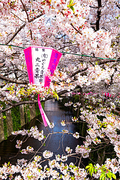 Meguro River during cherry blossom time, Tokyo, Japan, Asia