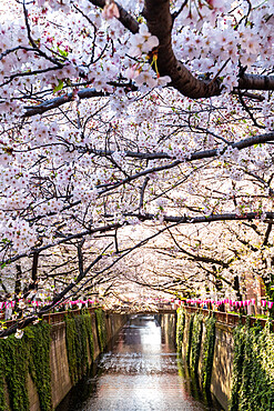 Meguro River during cherry blossom time, Tokyo, Japan, Asia