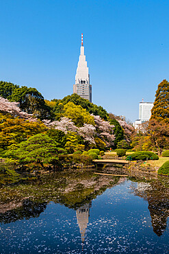 Shinjuku Gyoen and Yoyogi Building during cherry blossom time, Tokyo, Japan, Asia