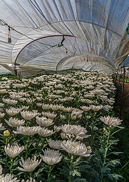 First nation Karen farmers working in fruit and flower greenhouses in Mae Hong Son province, Thailand