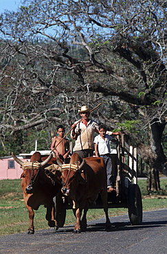 Cuba. Family in a cart, vinales. Pinar del rio province