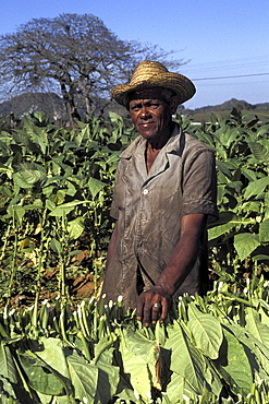 Tobacco growing, cuba. Pinar del rio province, vinales