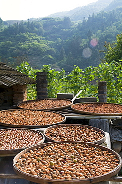 China fruits drying in the sun in a village in fujian province