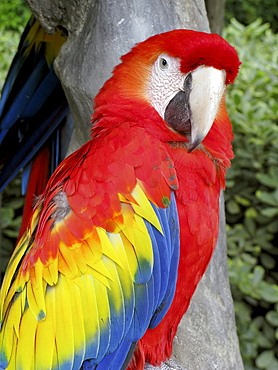 Guatemala papagaio in the rainforest of the mayan archeological zone of tikal