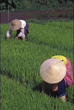 Rice harvest, china. Yunnan province. Harvesting rice in the paddy firelds