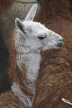 Llamas in the countryside in the highlands of Ecuador, South America