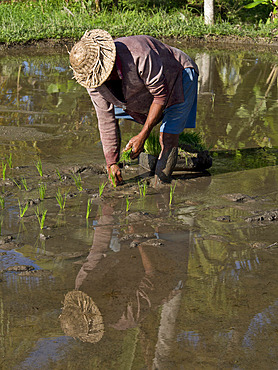 Rice farmer planting new crop in the highlands in Bali, Indonesia, Southeast Asia, Asia