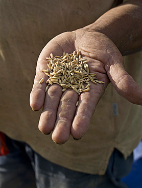 Farmer showing grains of rice in the highlands in Bali, Indonesia, Southeast Asia, Asia