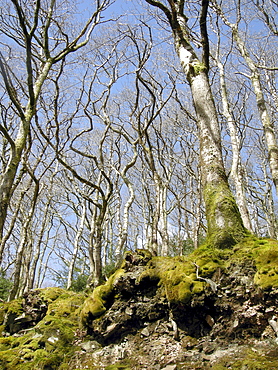 Uk oak forest in heddon moor, devon