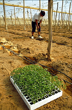 Agriculture, spain. Andalucia, almeria. Immigrant woman planting cherry tomatoes for british supermarkets in a greenhouse