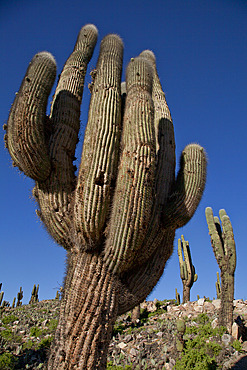 Arid landscape with cactii and desert rock formations near Humahuaca in Jujuy province in the Andes region of Argentina, South America