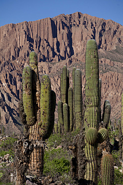 Arid landscape with cactii and desert rock formations near Humahuaca in Jujuy province in the Andes region of Argentina, South America