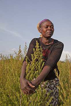 Farmers harvest and process tea tree oil for sale for export as a health and beauty product, Kenya, East Africa, Africa