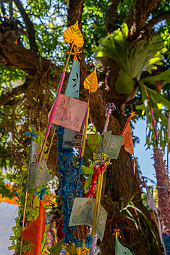 Money donations in tree at Wat Ket Karam Buddhist temple in Chiang Mai, Thailand