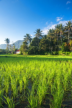 Padi Field in lake Toba, Sumatra, Indonesia, Southeast Asia