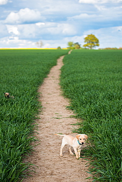 Golden Labrador puppy standing in a field, United Kingdom, Europe