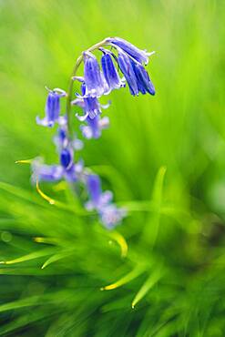 Bluebells in a Bluebell Wood in Oxfordshire, England, United Kingdom, Europe