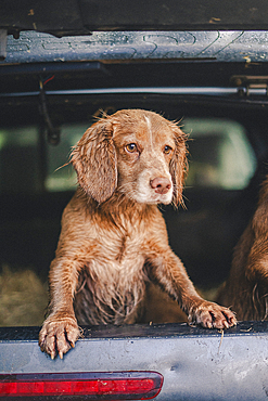 cock and springer spaniel gun dog in a shoot bus/pickup on a pheasant shoot in UK