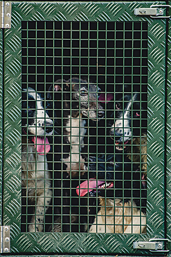 gun dogs in a cage on a pickup truck