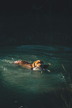 Red Labrador gun Dog swimming with a pheasant at a pheasant shoot in the UK