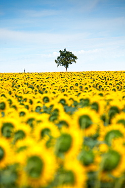 Sunflowers (Helianthus), Chillac, Charente, France, Europe