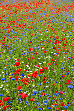 Wildflower meadow of poppies and cornflowers, Monte Sibillini Mountains, Piano Grande, Umbria, Italy, Europe