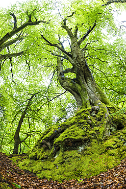 Common beech (Fagus sylvatica) tree in spring, Exmoor National Park, North Devon, England, United Kingdom, Europe