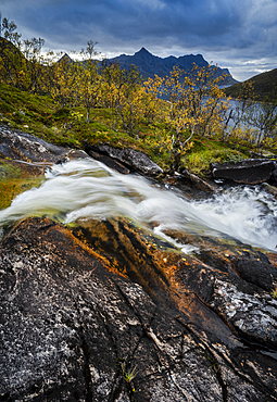 Waterfall and autumn colour in Anderdalen National Park, Senja, Norway, Scandinavia, Europe