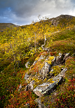 Autumn colour in Anderdalen National Park, Senja, Norway, Scandinavia, Europe