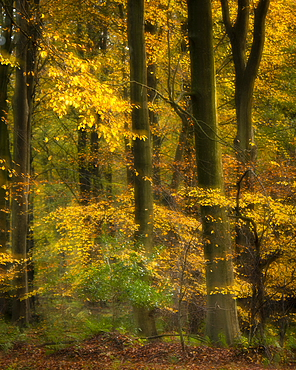 Common beech trees (Fagus sylvatica), autumn colour, Kent, England, United Kingdom, Europe