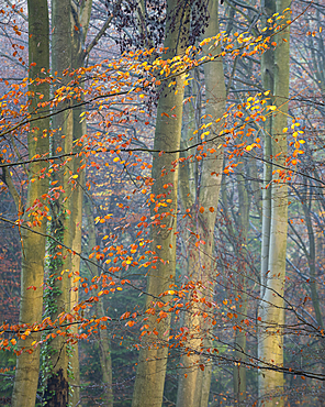 Common beech (Fagus sylvatica) trees, autumn colour, King's Wood, Challock, Kent, England, United Kingdom, Europe