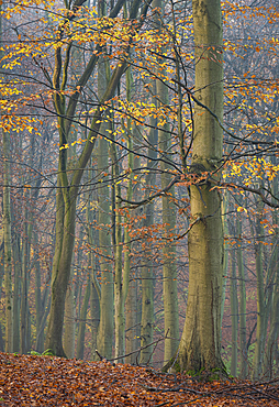 Common beech (Fagus sylvatica) trees, autumn colour, King's Wood, Challock, Kent, England, United Kingdom, Europe