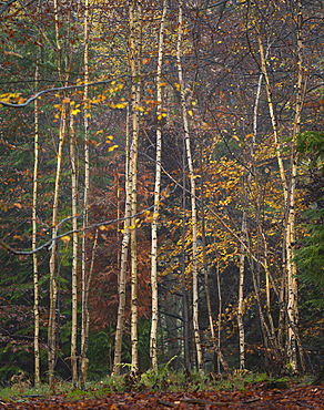 Silver birch (Betula pendula) trees, autumn colour, King's Wood, Challock, Kent, England, United Kingdom, Europe