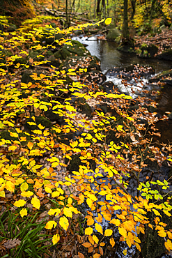 Beech leaves (Fagus sylvatica) and stream in autumn, Padley Gorge, Peak District National Park, Derbyshire, England, United Kingdom, Europe