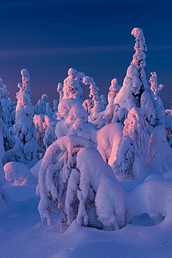 Snow covered winter landscape at sunset, tykky, Kuntivaara Fell, Kuusamo, Finland, Europe