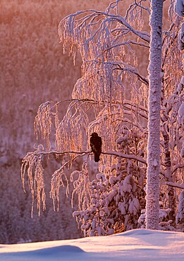 Golden eagle (Aquila chrysaetos) in snow covered tree at sunset, Kuusamo, Finland, Europe