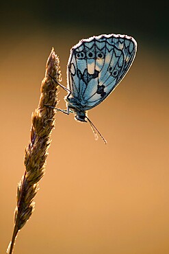 Marbled White (Melanargia galathea) butterfly, adult roosting on grass, in meadow habitat, Kent, England, United Kingdom, Europe