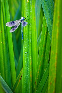 Banded Demoiselle (Calopteryx splendens) damselfly covered with dew, Kent, England, United Kingdom, Europe