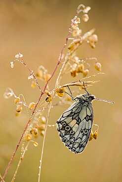 Marbled White (Melanargia galathea) butterfly, adult roosting on grass, in meadow habitat, Kent, England, United Kingdom, Europe